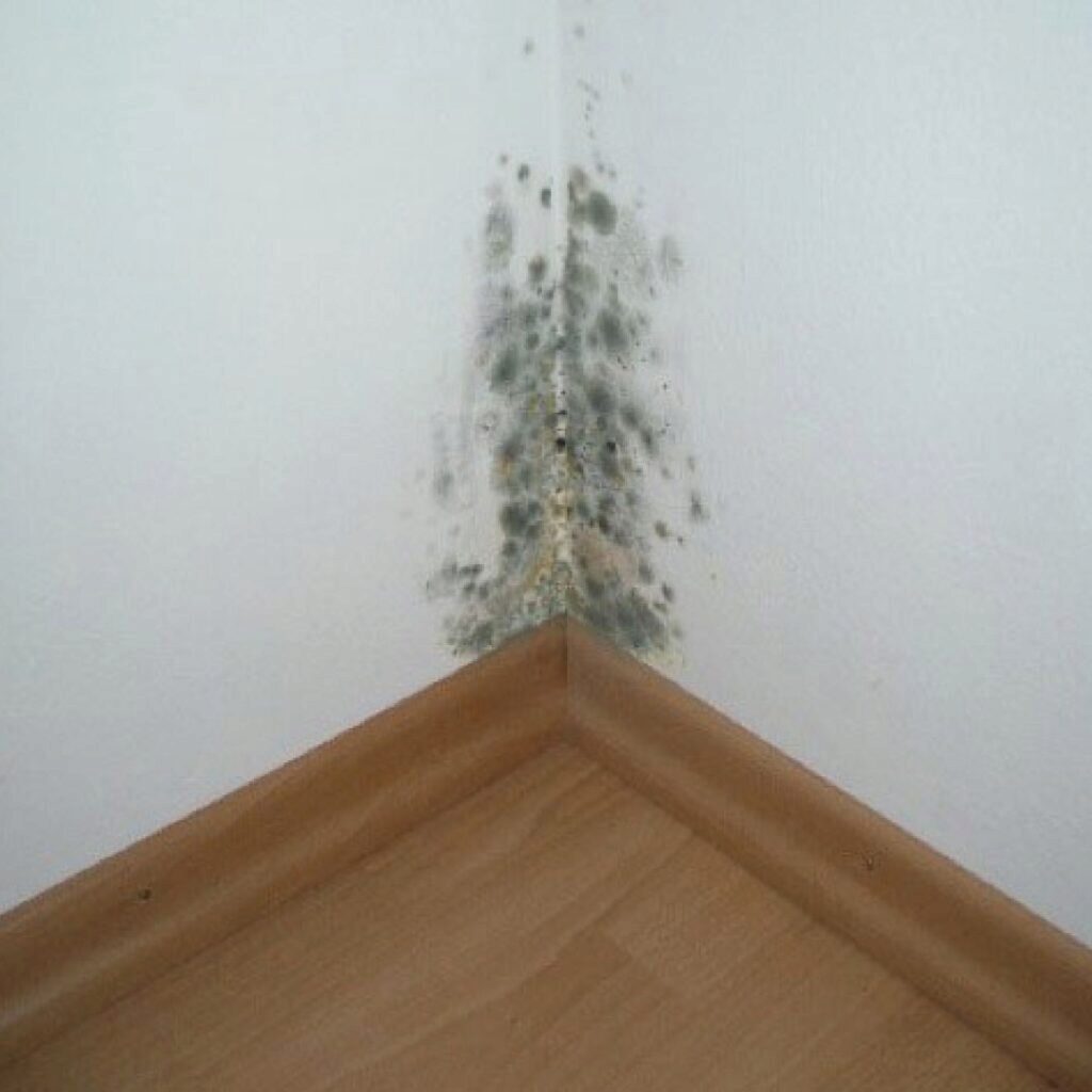 Плесень в квартире, кто должен её устранить?